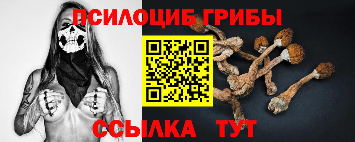 Галлюциногенные грибы Psilocybe Ставрополь